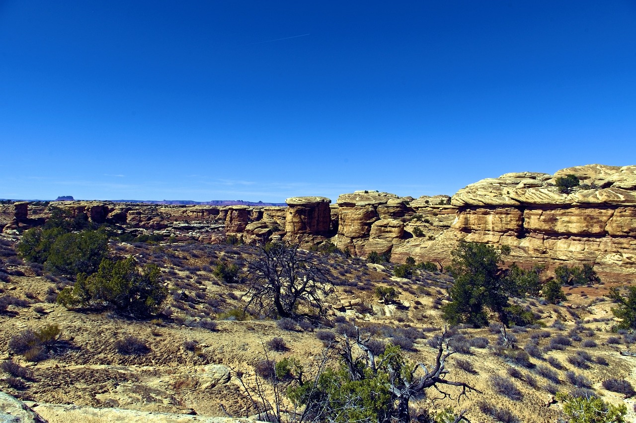 Sandstone Ledges and a Dead Juniper Rounded sandstone ledges and a dead juniper in the foreground under a deep blue sky