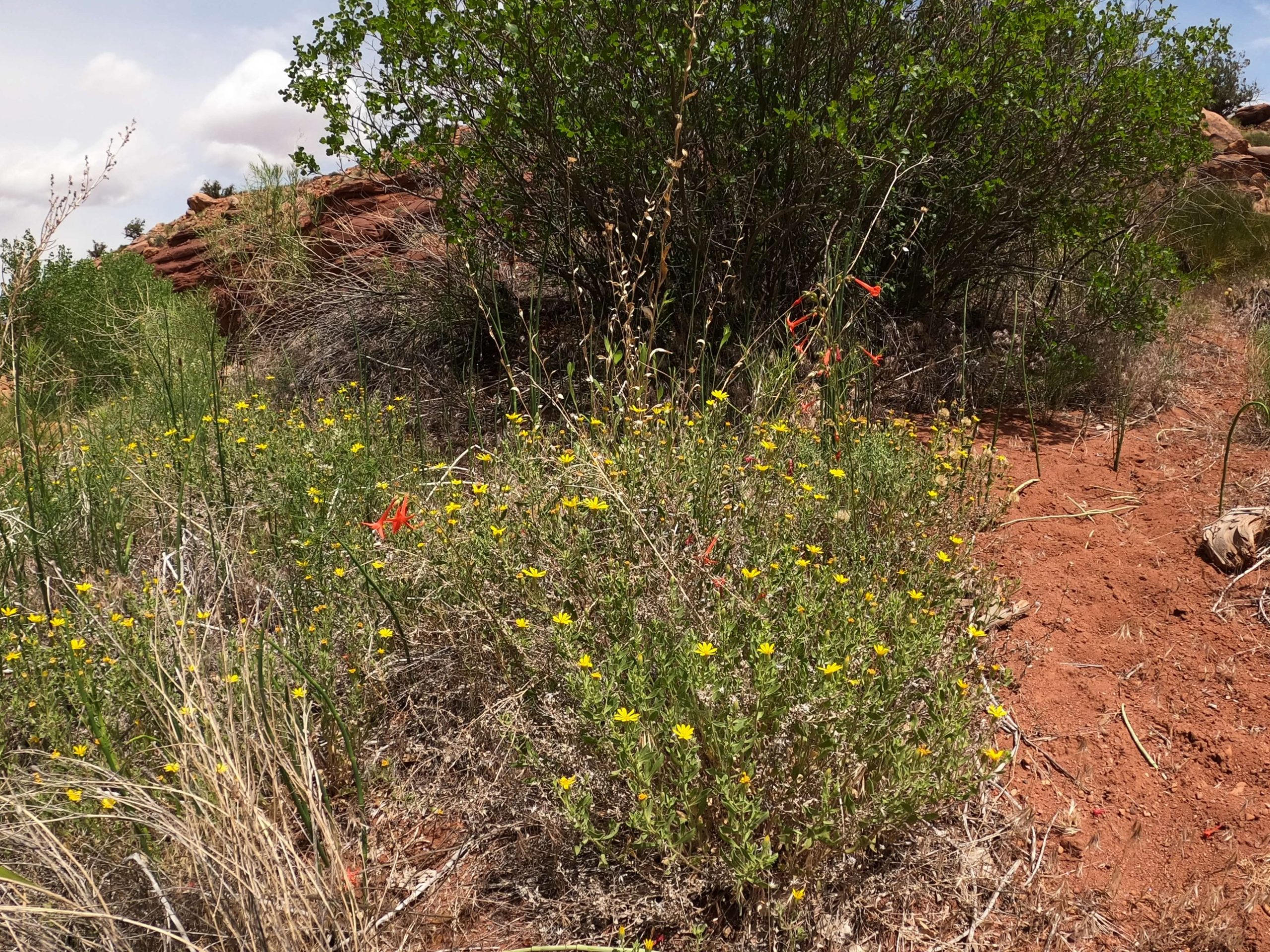 Desert Wildflowers Beside the Trail Yellow wildflowers and red tubular blooms beside a red dirt trail in the desert