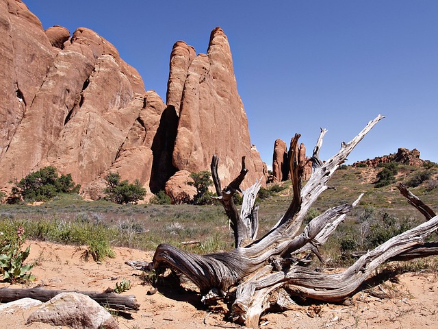 Sandstone fins rising behind a weathered dead juniper trunk and sandy trail under a deep blue sky