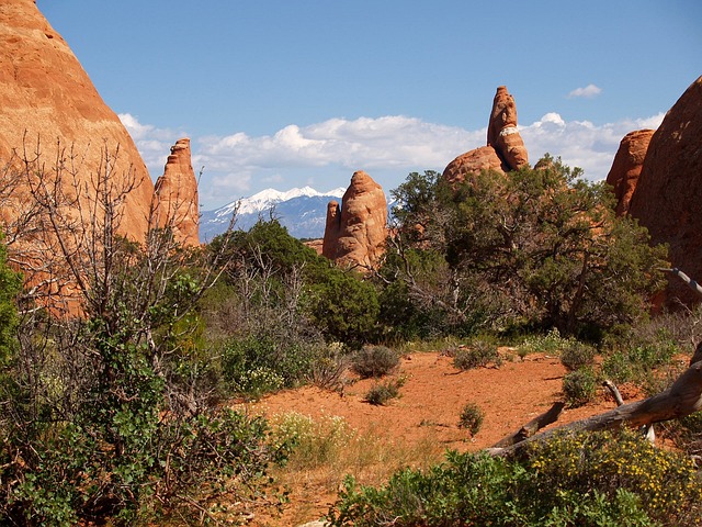 Sandstone fins and juniper framed by red rock, with snow on distant mountains under a blue sky