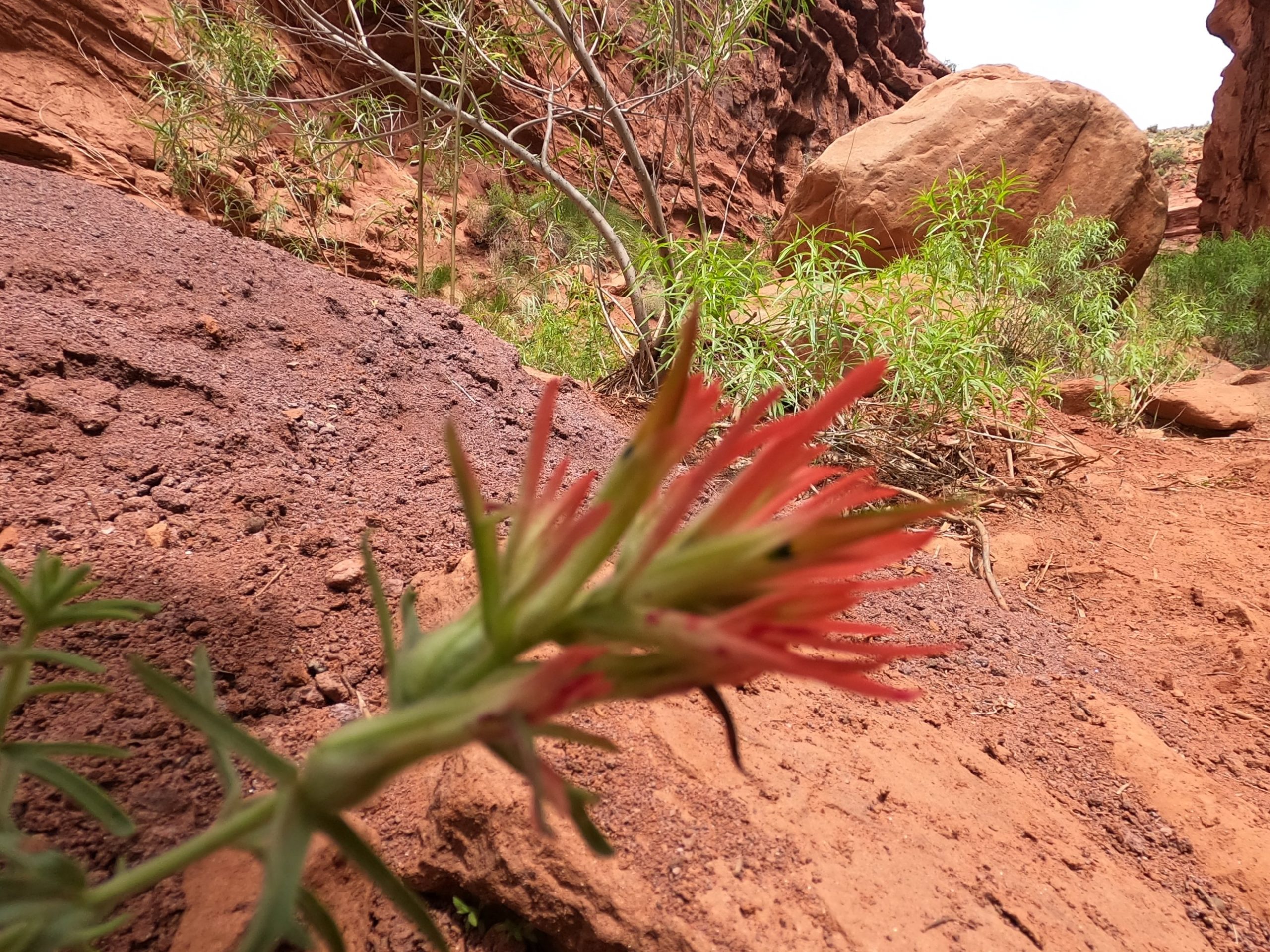 Indian Paintbrush in a Red Rock Canyon Orange red Indian paintbrush blooming in a red rock canyon