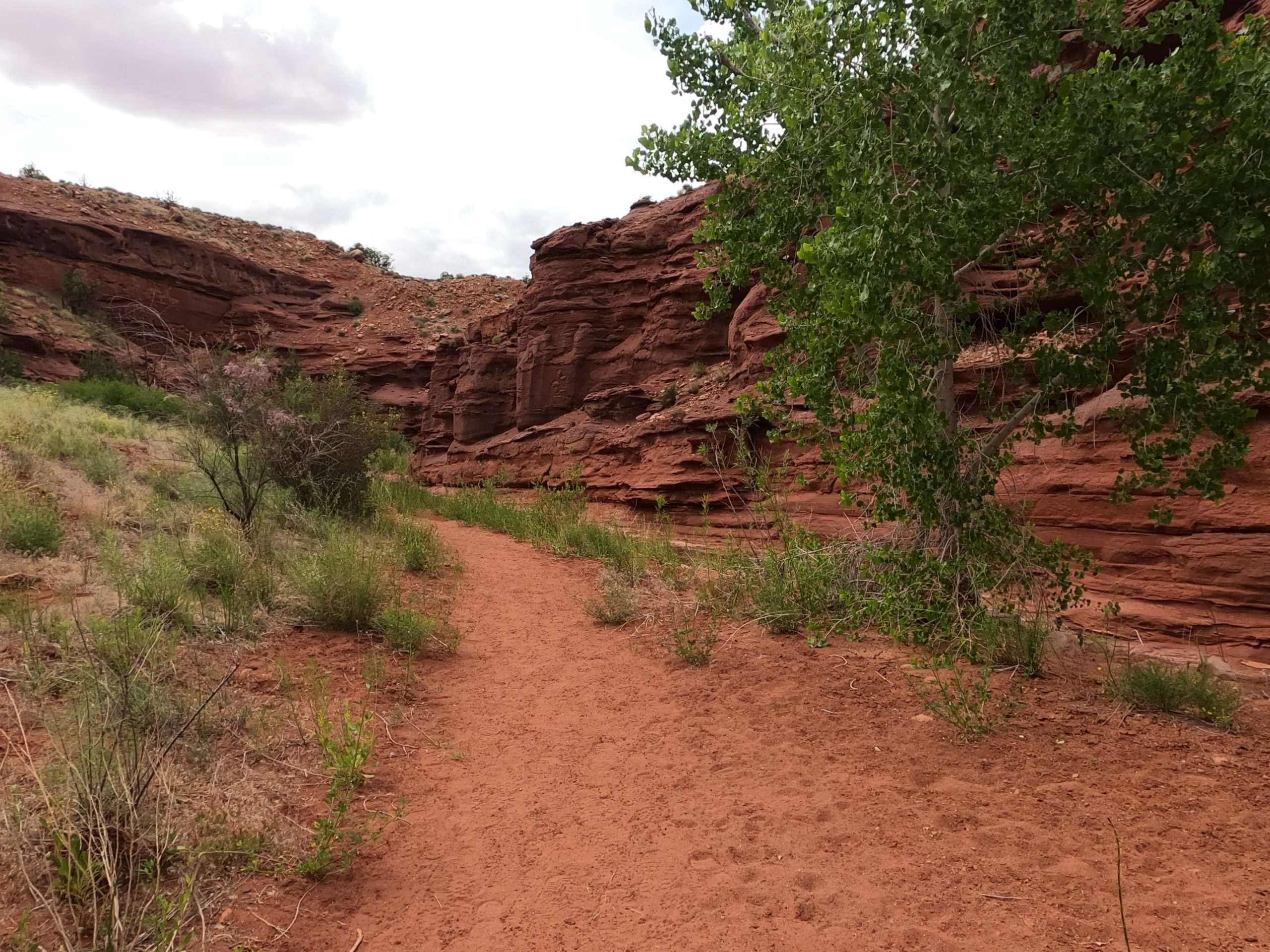 Sandy Canyon Trail Under a Cottonwood Sandy red trail curving through a canyon beneath a leafy cottonwood tree