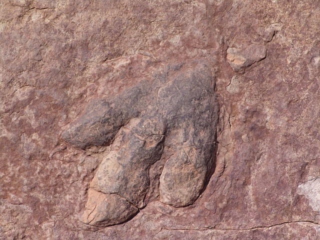 Sauropod Track in Red Sandstone Sauropod dinosaur footprint preserved in reddish sandstone