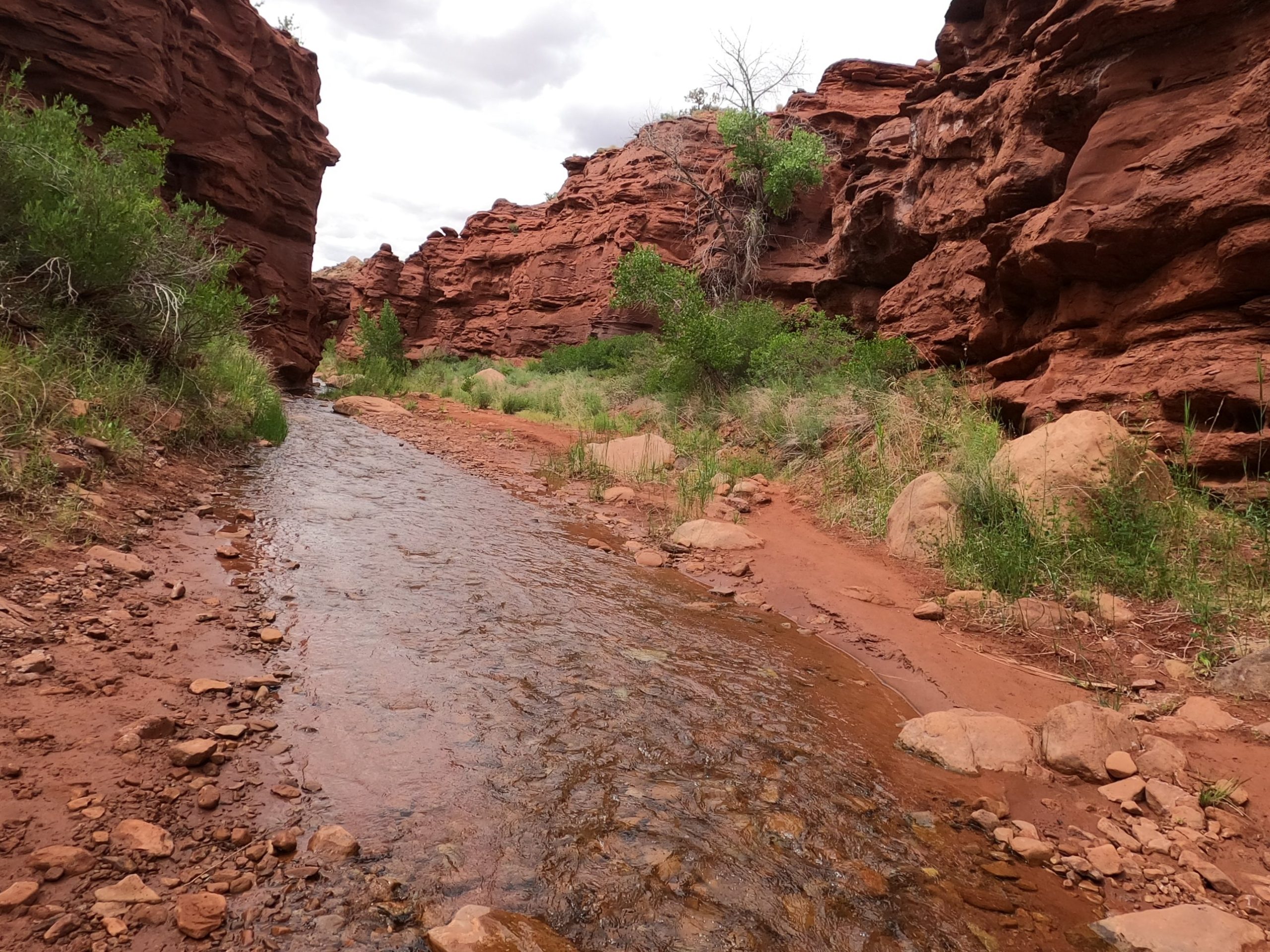 Shallow creek running through a red sandstone canyon lined with cottonwood trees and green shrubs